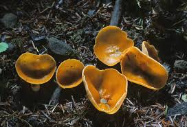 Attēlu rezultāti vaicājumam “Aleuria aurantia”