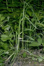 Attēlu rezultāti vaicājumam “Poa remota”