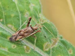 Attēlu rezultāti vaicājumam “Phytocoris varipes”