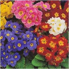 Attēlu rezultāti vaicājumam “Primula x polyantha”