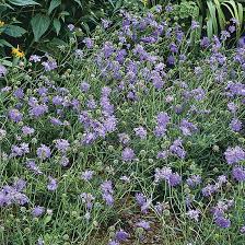 Image result for Scabiosa col.`Butterfly Blue`