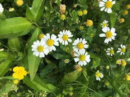 Attēlu rezultāti vaicājumam “Matricaria chamomilla”