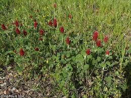 Image result for Trifolium incarnatum