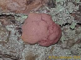 Attēlu rezultāti vaicājumam “Amaurochaete atra”