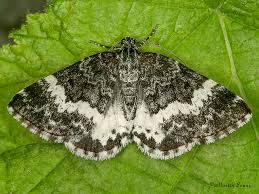 Attēlu rezultāti vaicājumam “Spargania luctuata”