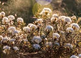 Attēlu rezultāti vaicājumam “Ledum palustre”