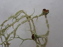 Attēlu rezultāti vaicājumam “Evernia divaricata”