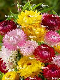 Image result for Helichrysum subulifolium