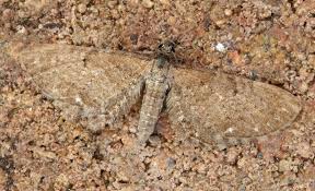 Attēlu rezultāti vaicājumam “Eupithecia satyrata”