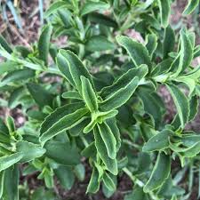 Image result for Stevia rebaudiana