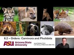 Attēlu rezultāti vaicājumam “Carnivora”