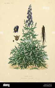 Attēlu rezultāti vaicājumam “Aconitum napellus leaf”