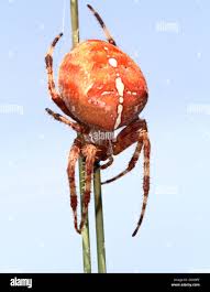 Attēlu rezultāti vaicājumam “Araneus quadratus female”