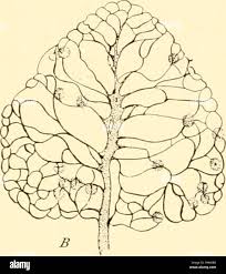 Attēlu rezultāti vaicājumam “Comatricha nigra spores”