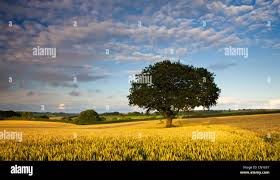 Image result for Chulmleigh & Mid Devon Cricket Club