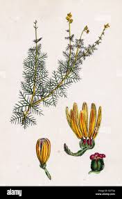 Attēlu rezultāti vaicājumam “Myriophyllum alterniflorum”