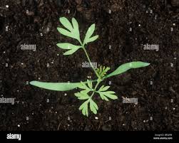 Attēlu rezultāti vaicājumam “Fumaria officinalis leaf”