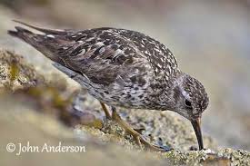 Attēlu rezultāti vaicājumam “Calidris maritima adult”