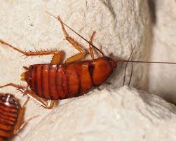 Image result for periplaneta americana