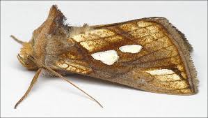 Attēlu rezultāti vaicājumam “Plusia festucae”