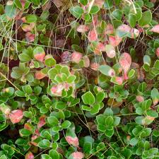 Attēlu rezultāti vaicājumam “Exobasidiales”