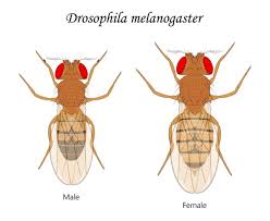 Attēlu rezultāti vaicājumam “Drosophila melanogaster”