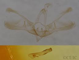 Attēlu rezultāti vaicājumam “Nola sp.”