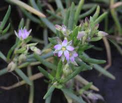 Attēlu rezultāti vaicājumam “Spergularia marina leaf”