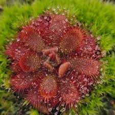 Image result for Drosera