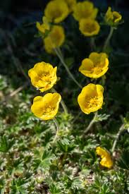 Attēlu rezultāti vaicājumam “Chamaedaphne calyculata flower”