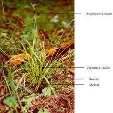 Attēlu rezultāti vaicājumam “Carex digitata flower”
