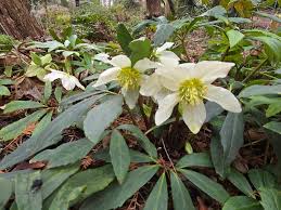Attēlu rezultāti vaicājumam “Helleborus niger flower”