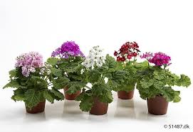 Image result for Primula malacoides