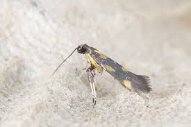 Attēlu rezultāti vaicājumam “Gracillaria syringella imago”