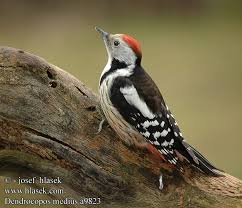 Attēlu rezultāti vaicājumam “Dendrocopos medius”