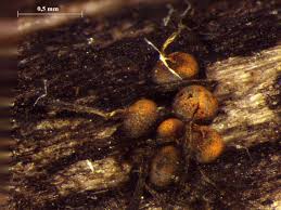 Attēlu rezultāti vaicājumam “Physarum viride var. aurantium”