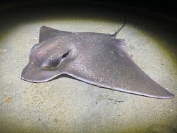 Image result for Myliobatis freminvillei