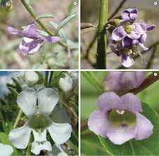 Attēlu rezultāti vaicājumam “Plantaginaceae”
