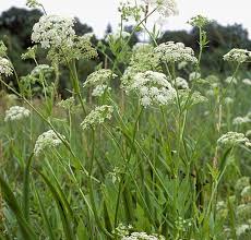 Attēlu rezultāti vaicājumam “Sium latifolium”
