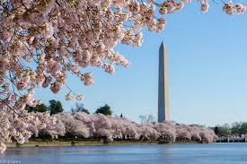 Image result for "cherry blossom" washington