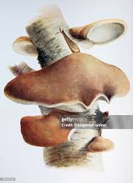 Attēlu rezultāti vaicājumam “Piptoporus betulinus”