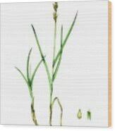 Attēlu rezultāti vaicājumam “Carex disticha”