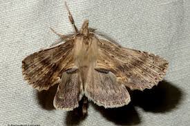 Attēlu rezultāti vaicājumam “Pterostoma palpina”