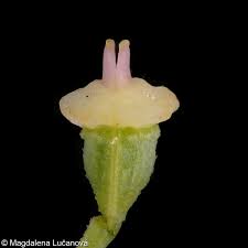 Attēlu rezultāti vaicājumam “Heracleum sphondylium subsp. sibiricum”