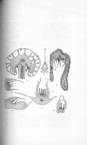 Attēlu rezultāti vaicājumam “Jungermannia sphaerocarpa sporophyte”