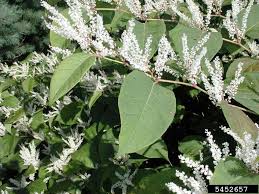 Attēlu rezultāti vaicājumam “Reynoutria japonica”