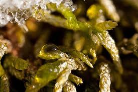 Attēlu rezultāti vaicājumam “Orthotrichum pumilum sporophyte”