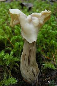 Attēlu rezultāti vaicājumam “Helvella”