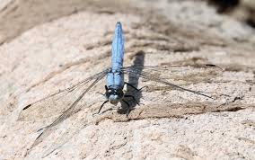 Attēlu rezultāti vaicājumam “Orthetrum brunneum”