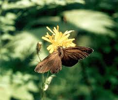 Attēlu rezultāti vaicājumam “Lopinga achine underside”